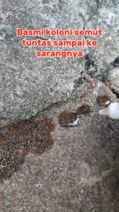 Racun Tetes Semut (RTS) 20ml
