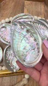 Abalone Shell - Red Abalone Shell - Cleaned Abalone Shell,Unique Specimen for Collectibles and Educational Use