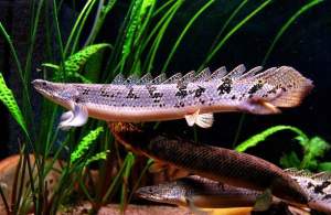 🔥CKH Aquatic🔥 Bichiir Delhezi 4”