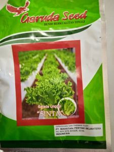 Bibit Biji Selada Unggul Siap Tanam premium kemasan ekonomis