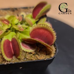 Venus Flytrap Bristletooth "Bristle Tooth" [Dionaea Muscipula Venus Flytrap][Carnivorous Plants][GILAGARDEN]