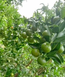 Cây hạnh cây tắc cây quốc bánh xe giống (mua 10 tăng 1)