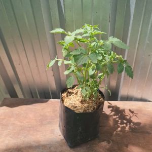 ต้นมะเขือเทศสีดา ส่งพร้อมถุงเพาะ 5.5นิ้ว มะเขือเทศสีดา  มะเขือเทศ ต้นมะเขือเทศ ต้นมะเขือ มะเขือเทศสีดํา มะเขือเทศสีดำ - Lazada