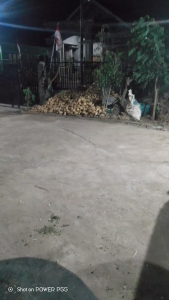 1 kg Kayu Pule Kering Potongan Kecil / 500 gram Kayu Pohon Lame Kering Alami