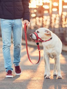 Breathable Dog Leash Travel Mask Prevents Picking up And Messy Eating for Medium to Large Dogs Pet Dog Correction Traction Rope