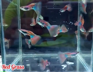 🐟Ajelis Guppy🐟 Red Grass Guppy 红草孔雀鱼 - Aquarium Ornamental Fish Tuxedo Guppy Ikan Hiasan 孔雀鱼 大尾巴 三角尾 草尾