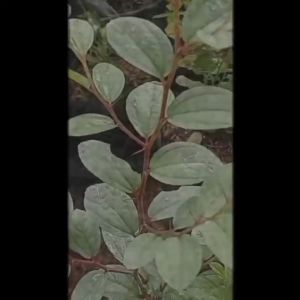 Bibit Tanaman Daun Bidara Arab / Daun Rukyah pengusir jin Kualitas sangat Unggul