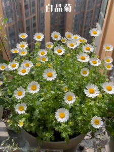 Bộ 3 gói hạt giống hoa cúc họa mi (TẶNG gói kích thích hỗ trợ hạt nảy mầm)