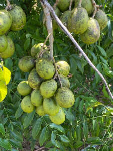 1 KG KEDONDONG BUAH SEGAR