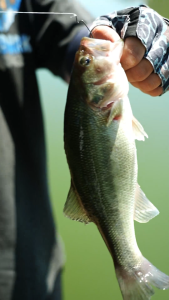 KINGDOM WORM BLADE Cần Câu Lure T1100G+M40X Sợi Carbon Tay Cầm Gỗ 3A FUJI SIC+O Vòng Dẫn Độ Nhạy Cao Nhẹ 67.9g Ném Thường Xuyên Chống Va Đập Kiểm Soát Cá Tốt