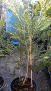 ทีทรีออยล์ ต้นสูง 70-80 cm. ต้นสวยและแข็งแรง (กทม)