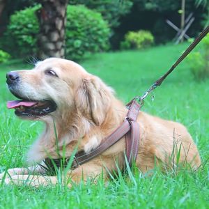 สายจูงสุนัข สายหมา สายจูงรัดอก สายจูงสัตว์เลี้ยง เชือกจูงสุนัข เชือกจูงหมา เชือกจูงสัตว์เลี้ยง สายจูงสุนัขแบบรัดอก Dogharness