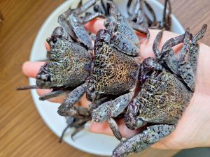 ปูแสมดองเค็ม ปูแสม ( 500 กรัม) ปูดอง ใส่ส้มตำ ตัวล้วนไม่มีน้ำ