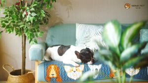 Hana Pet โฟมอาบน้ําแห้งแมวหมา หรือสัตว์เลี้ยงอื่นๆ หอม/ขนนุ่มหลังใช้แชมพูอาบแห้งแมวหมา สะอาดง่ายใน 5