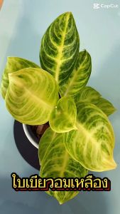 เศรษฐีช้อนทอง กระถาง 5 นิ้ว ไม้มงคล ไม้ฟอกอากาศ