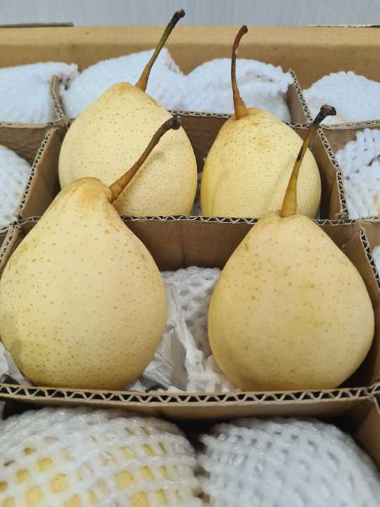 Buah pir yalie 1kg