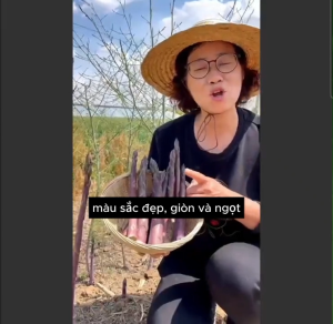Hạt Giống Măng Tây Xanh Dễ Trồng Hạt giống măng tây xanh nhập đài loan - Hoang My food and beauty
