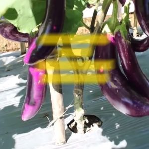 Benih Terong Ungu LAGUNA F1 Isi 400 Butir Cap Panah Merah