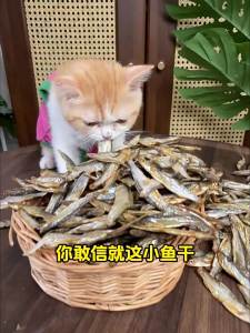 ZHUCHONG | Salt-free Pet Snacks For Cats and Dogs Teeth Cleaning Nutrition Supplement Training Use