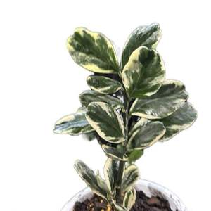 #ต้นกวักแม่ทองคำด่างขาว เป็นไม้มงคลหายาก ใบด่างสวยงาม มีลายสีทอง-ขาว ช่วยเสริมโชคลาภ การเงิน เหมาะแก่การสะสมและปลูกประดับบ้านเพื่อเรียกทรัพย์