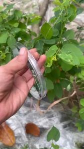 CƯỚC CÂU KAI KO CÁC BON CHUYÊN SĂN HÀNG DÂY MỀM MỊN DAI CHỐNG MÀI MÒN CAO