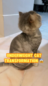 Instinct Cat Original / Raw Boost / Ultimate Protein Grain-Free Recipe Dry Cat Food (Chicken / Salmon / Kitten / Indoor)