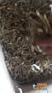 Teri Asin Murah 1kg COD Bayar Ditempat
