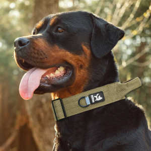 Large Dog Collar & Nylon Leash: Non-Stretch Options for Golden Retrievers, Labradors, Dobermans & Pitbulls