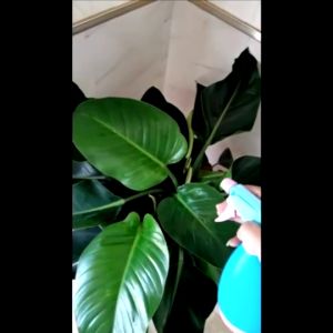 หัวฟ๊อกกี้ - หัวสเปรย์ หัวฉีด หัวฉีดน้ำหลากสี หัวฉีดสเปย์ หัวฉีดฟ็อกกี้ - Foggy หัวพ่น หัวฉีดน้ำ รดน้ำ-สวน อุปกรณ์ฉีดพ่น