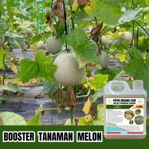 Pupuk Organik Melon 1 Liter Cepat Berbuah Lebih Cepat Besar Dan Padat Booster Cair Jagotani
