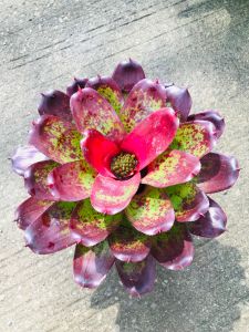Neoregelia Casabo Non Var ( bromeliad / 積水风梨 )