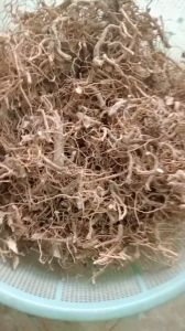 100g rễ cây cúc tần sấy khô