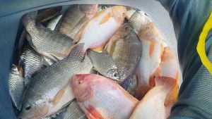 Umpan Tilapia Besar Dedak Ikan Old Ghost Loonva Freshwater Catfish Tilapia Fishing Bait Paste 120g/400g Dedak Memancing Umpan Power Kolam Air Tawar