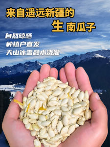  Unroasted Pumpkin Seeds Xinjiang Special Product Original Flavor Bulk Pack Snacks Nutritional Goods from China