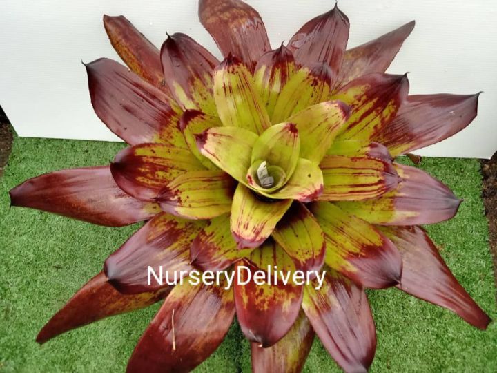 ブロメリア・エアープランツ Neoregelia Strawberry Roan Neo 'Strawberry Roan' This is a medium sized neoregelia with