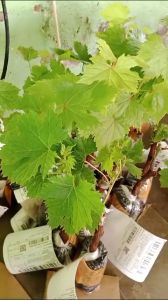 BIBIT ANGGUR IMPORT BENNY PIZUTELLO VARIAN NEW