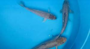 Genuine Japan Koi Soragoi 20-25cm from MARUSEI Farm 488 per koi including shipping