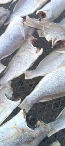 Cá Lù Đù Chàm Khô Vị Mặn Vừa Ăn Siêu Ngon- ĐẶC SẢN MINH TRIẾT