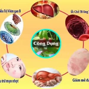 Trà Cà gai leo Thái Hưng - Mát gan giải độc rượi bia hạ men gan giảm mỡ trong gan