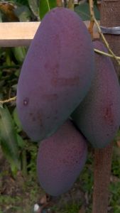BIBIT MANGGA YUWEN mangga MERAH UNIK MANIS (BELI 5 GRATIS 1)