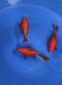 🇯🇵 JAPAN TAMASABA 18cm from MARUSHIN FARM 580 per koi + shipping 50