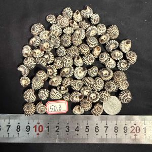 หอยสังข์หอดำ 50g MINI BLACK TOWER สำหรับทำหัตถกรรมเปลือกหอยและของสะสมส่วนตัว Size:1-3cm