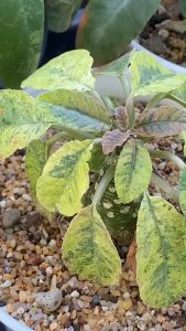 Dorstenia มะพร้าวทะเลทรายด่าง/ใบเงิน/ใบกลม/horwoodii hybrid กระบองเพชร ไม้อวบน้ำ succulent ไม้กระถาง 3 นิ้วส่งทั้งกระถาง