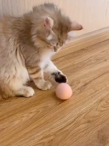 Banh đồ chơi cho Mèo phát ra tiếng kêu các loài động vật (mẫu mới) - Hara Pet Store