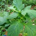 Daun Sintrong Segar baru dipetik neto 500Gram. 