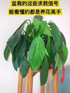 200g 土壤活化剂 Universal Type Soil Activator Promote Rooting Soil Remediation Increase Fruiting Rate