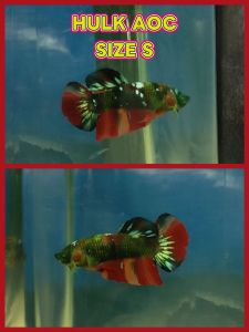 (Same as photo) Hulk AOC Betta Fish Size S Ikan Laga Show Gred