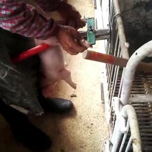 1 Set Stainless steel piglet castration frame castration tools for pig kapon pig ​stainless Steel Piglet Castrator