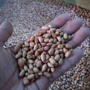 KACANG TANAH MENTAH 1 KG(OB UKURAN KECIL)