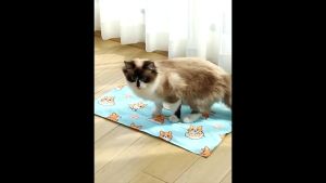 P&C Pet Cooling Bed Cooling Summer Gel Mat Auto Recharge Cooling Pad Washable Cooling Pad Tikar Tilam Kucing Sejuk 宠物冰垫